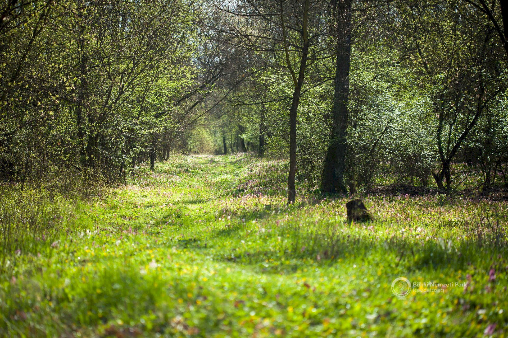 01 A Kerecsendi erdő kora tavasszal