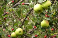 Őrizzük meg régi gyümölcsfajtáinkat – Oltónapok a Bükki Nemzeti Park Igazgatóságnál