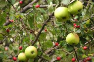 Őrizzük meg régi gyümölcsfajtáinkat – Oltónapok a Bükki Nemzeti Park Igazgatóságnál