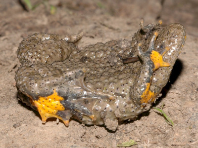                                                                           