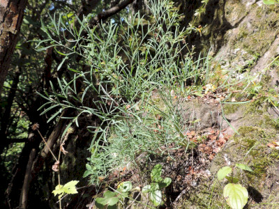                                                                                                                                 