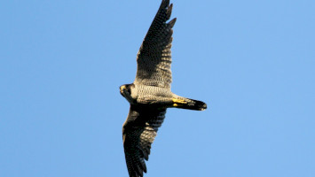 21. Sólyomcsalogató – Ragadozómadár védelmi konferencia