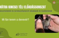 A Mátra Kincsei téli előadássorozat - Mi fán terem a denevér?