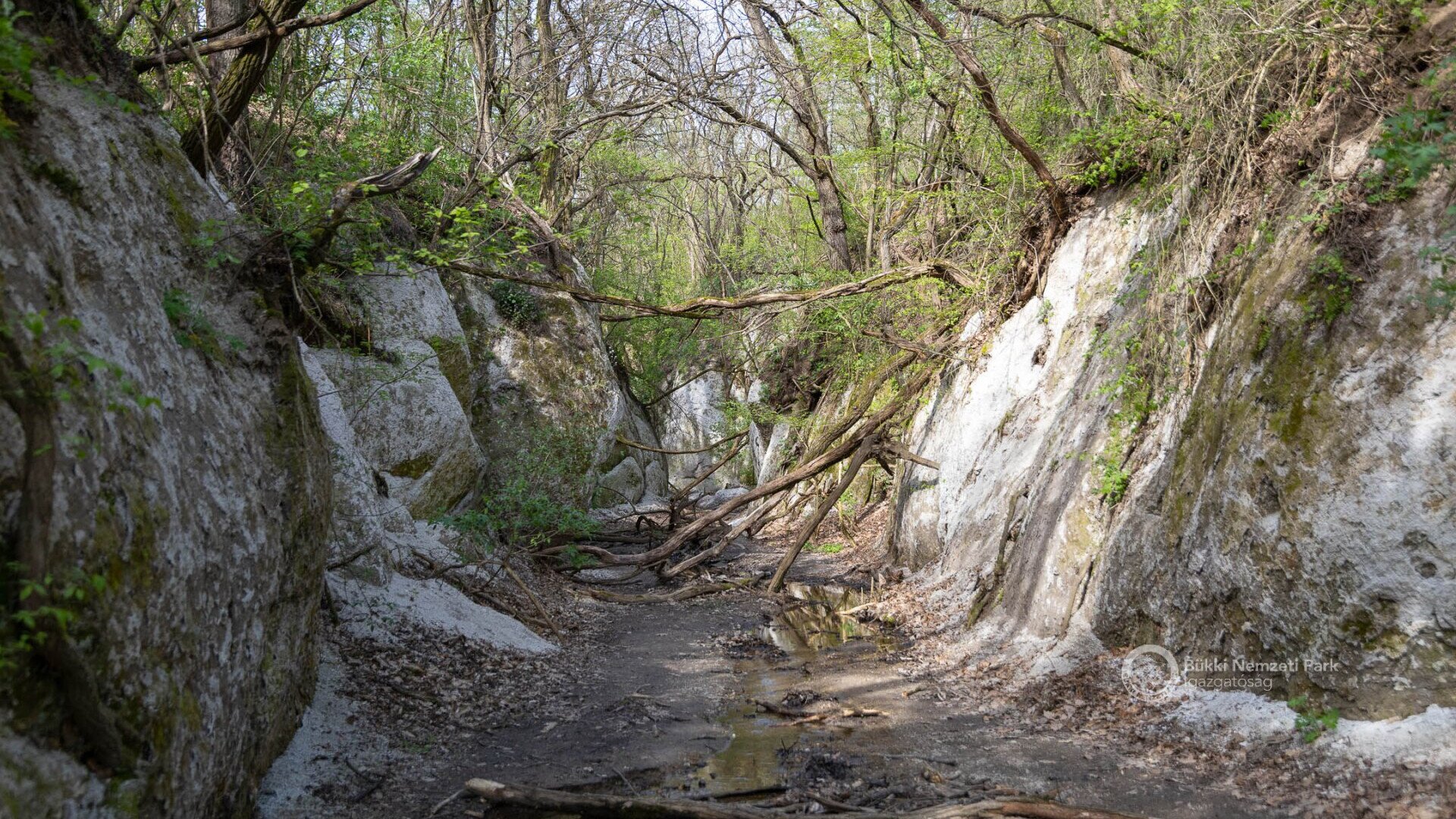 A Mész-patak riolittufába vájt szurdoka