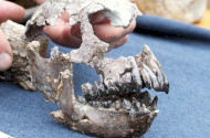 Ancient monkey at the Ipolytarnoc Fossils