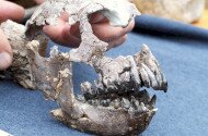 Ancient monkey at the Ipolytarnoc Fossils
