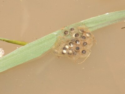 ASCII                                       