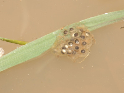 ASCII                                       