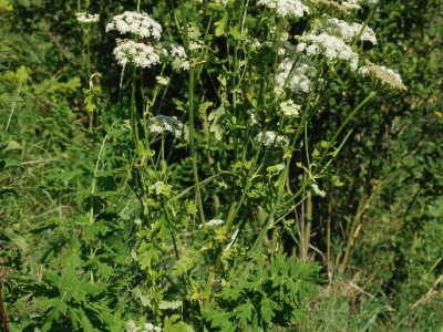 ASCII                                       