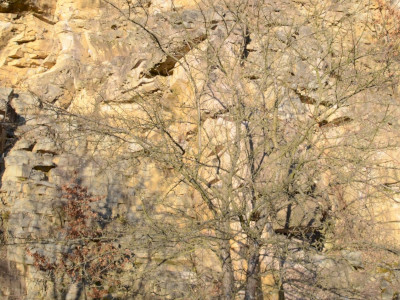 ASCII                                       