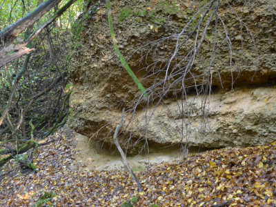 ASCII                                       