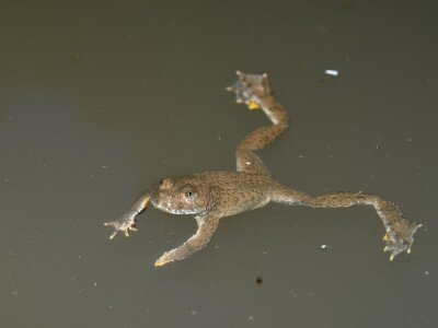 ASCII                                       