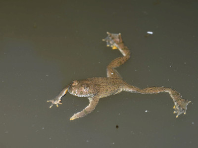 ASCII                                       