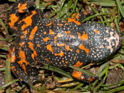 ASCII                                       