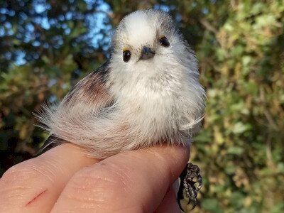 szapó_1920_1080