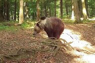 Authentic about brown bears 2.