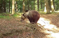 Authentic about brown bears 2.