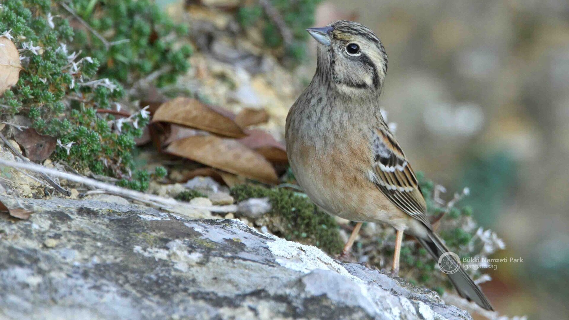 Bajszos_sarmany_Kalotas_Zsolt.jpg másolata