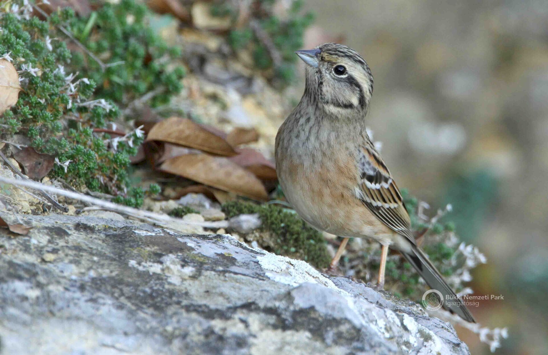 Bajszos_sarmany_Kalotas_Zsolt.jpg másolata