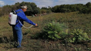 bálványfa, mirigyes bálványfa, bükki nemzeti park, természetvédelmi őrszolgálat, inváziós növény, invazív