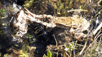 Békák a Miocén Ősvilágban