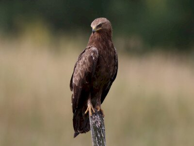 IMG_9860