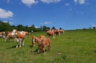 Természetmegőrzési Műhely - Csipkerózsika és erőgépek – a Bükkalja tájváltozása egy botanikus szemével