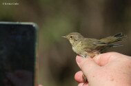 Télbúcsúztató madárgyűrűzés Jávorkúton