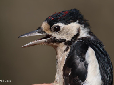 nagy_fakopancs_Kovacs Csaba