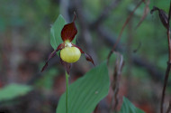 Orchidea Nap (Növények Napja 2024)