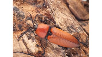 Egy hét egy faj 7. - A 40 éves Mátrai Tájvédelmi Körzetet ünnepeljük