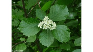 Egy hét egy faj 9. - A 40 éves Mátrai Tájvédelmi Körzetet ünnepeljük