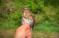 Novemberi madárgyűrűzés a Szitakötő Háznál