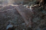 Erdélyi dinoszauruszok nyomában - Dr. Botfalvai Gábor előadása az Ipolytarnóci Ősmaradványoknál