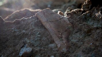 Erdélyi dinoszauruszok nyomában - Dr. Botfalvai Gábor előadása az Ipolytarnóci Ősmaradványoknál