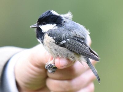 fenyvescinege_Pasztor Zoltan