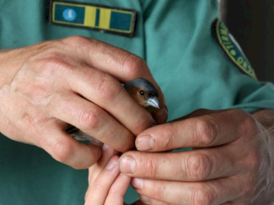 Madar_jo_kezekben_Kovacs Csaba