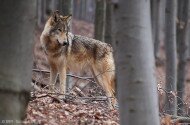 Tájegységi esték - Nagyragadozók jelenléte a nógrádi Palócföldön