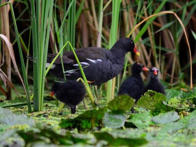 A vízityúk (Gallinula chloropus) és fiókái Fotó: Soós Gábor