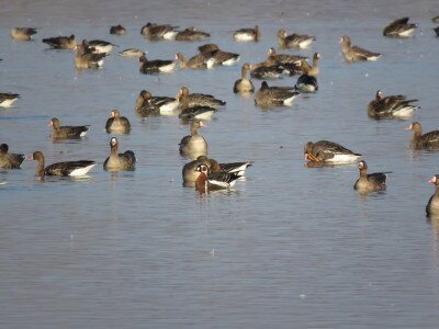 Veszélyeztett vörösnyakú lúd (Branta ruficollis) a nagy lilikekekkel (Anser albifrons) Fotó: BJS