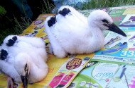 Fehér gólya gyűrűzések a Bükki Nemzeti Park Igazgatóság működési területén