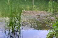 BETELT - Vizes Élőhelyek Világnapja