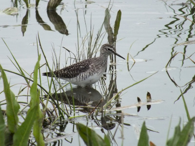 Réti cankó Fotó: Fitala Csaba