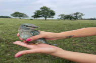 Szalakóta túra és fióka gyűrűzés a Bükkalján
