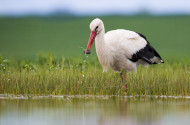 Fehér gólya gyűrűzések a Bükki Nemzeti Park Igazgatóság működési területén