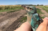 Szalakóta túra és fióka gyűrűzés a Bükkalján