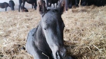 Furioso –north star csikó