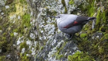 Hajnalmadár-túra a Bél-kőn