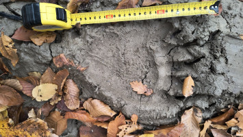 Hitelesen a barna medvékről: a kihelyezett vadetetőket is rendszeresen felkeresik