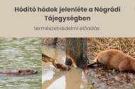 Hódító hódok jelenléte a Nógrádi Tájegységben